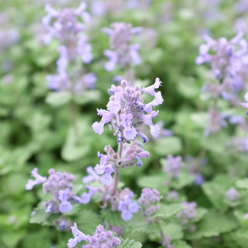 Nepeta Racemosa Little Titch Perennial Hero