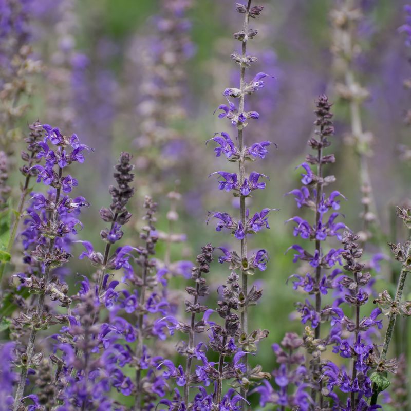 Nepeta Weinheim Big Blue Perennial Hero