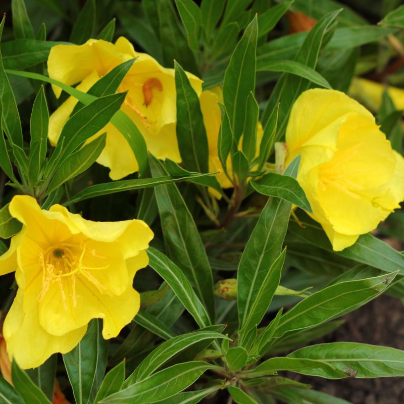 Oenothera Macrocarpa Perennial Hero