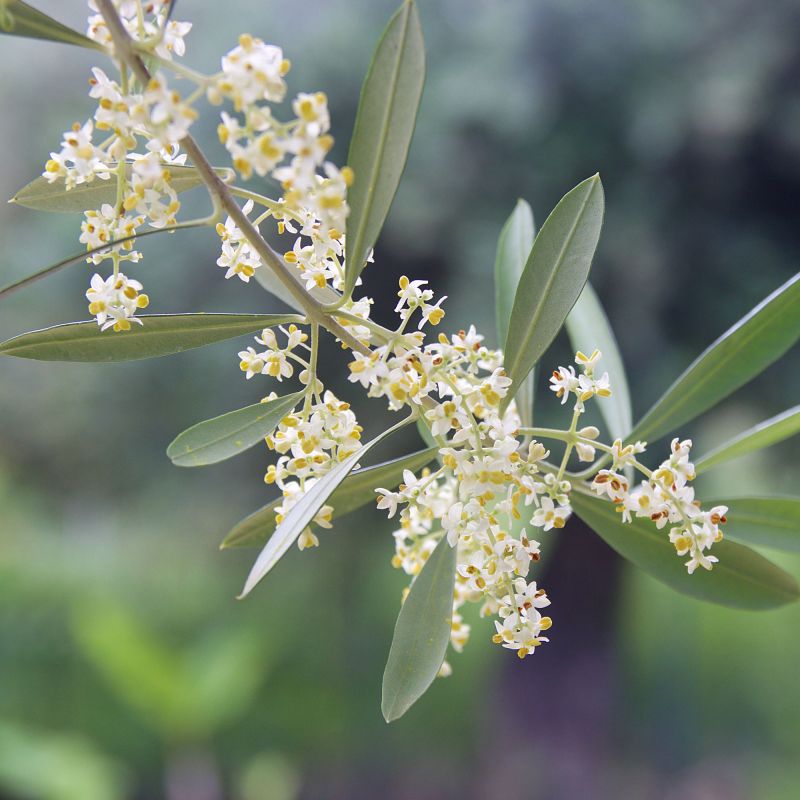Olea Europaea Stem Shrub Close