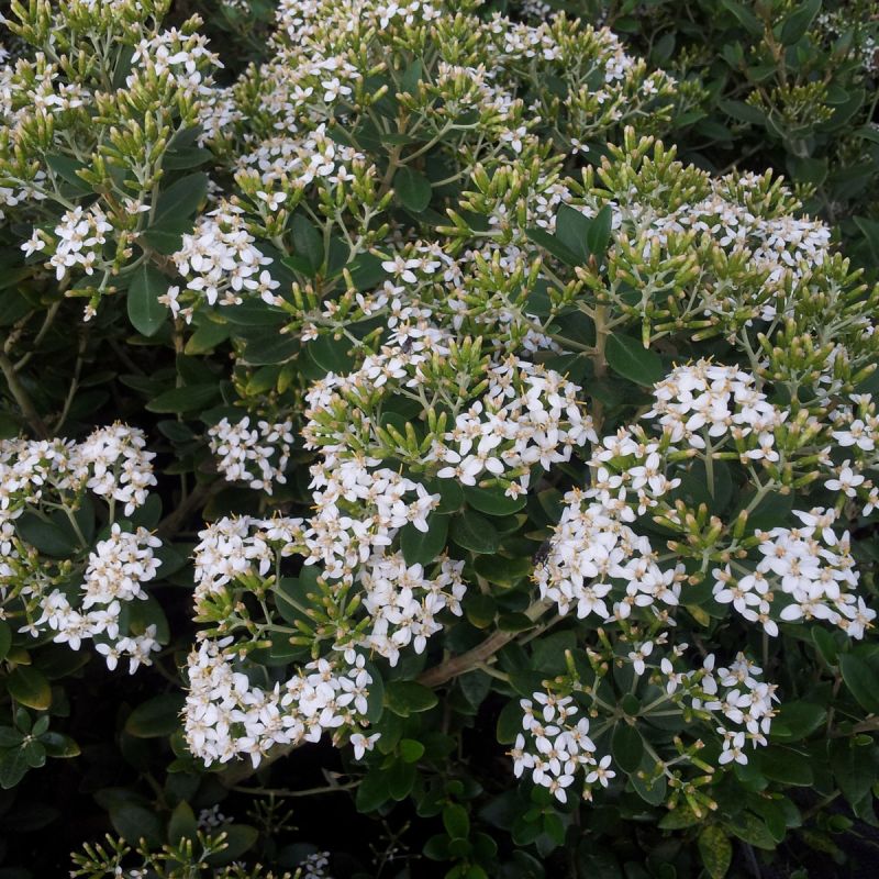 Olearia Haastii Daisy Bush Hero Group