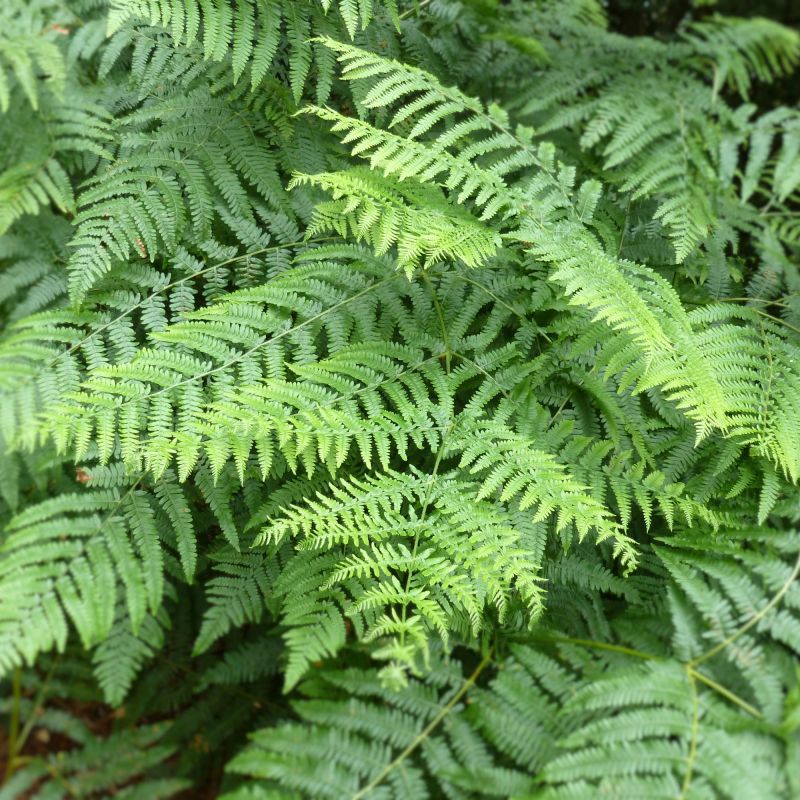 Osmunda Regalis Fern Hero