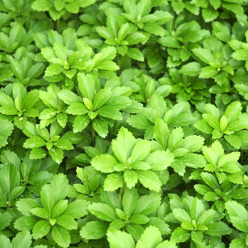 Pachysandra Terminalis Green Carpet Shrub Hero
