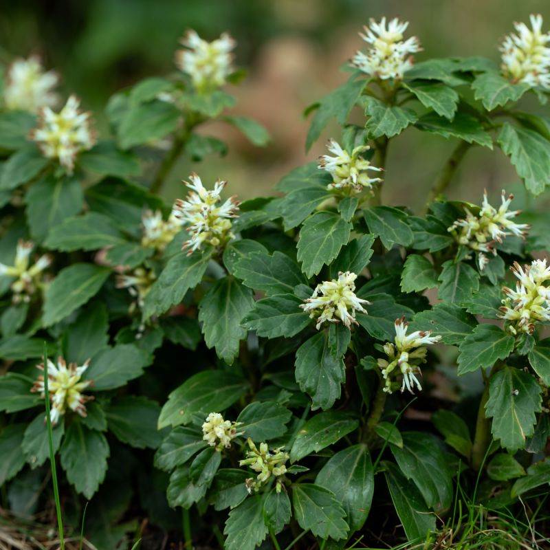 Pachysandra Terminalis Shrub Hero