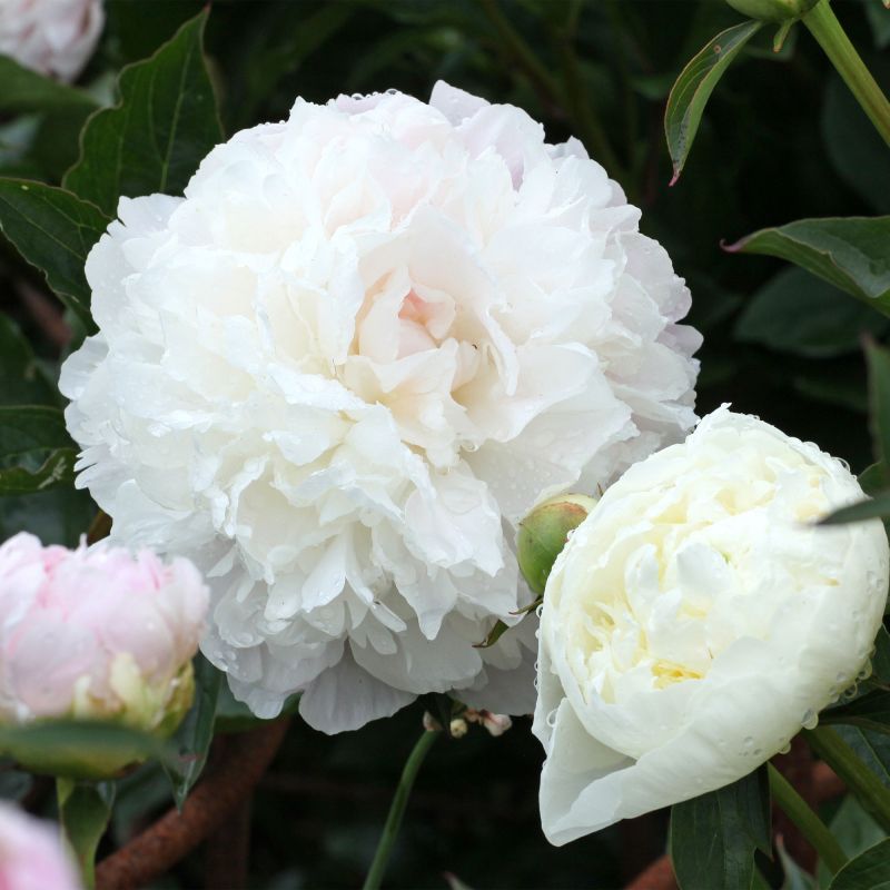 Paeonia Duchesse De Nemours Perennial Hero