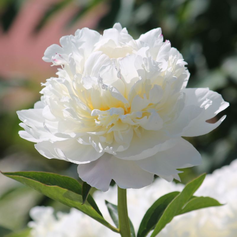 Paeonia Lactiflora Kelway'S Glorious Perennial Hero