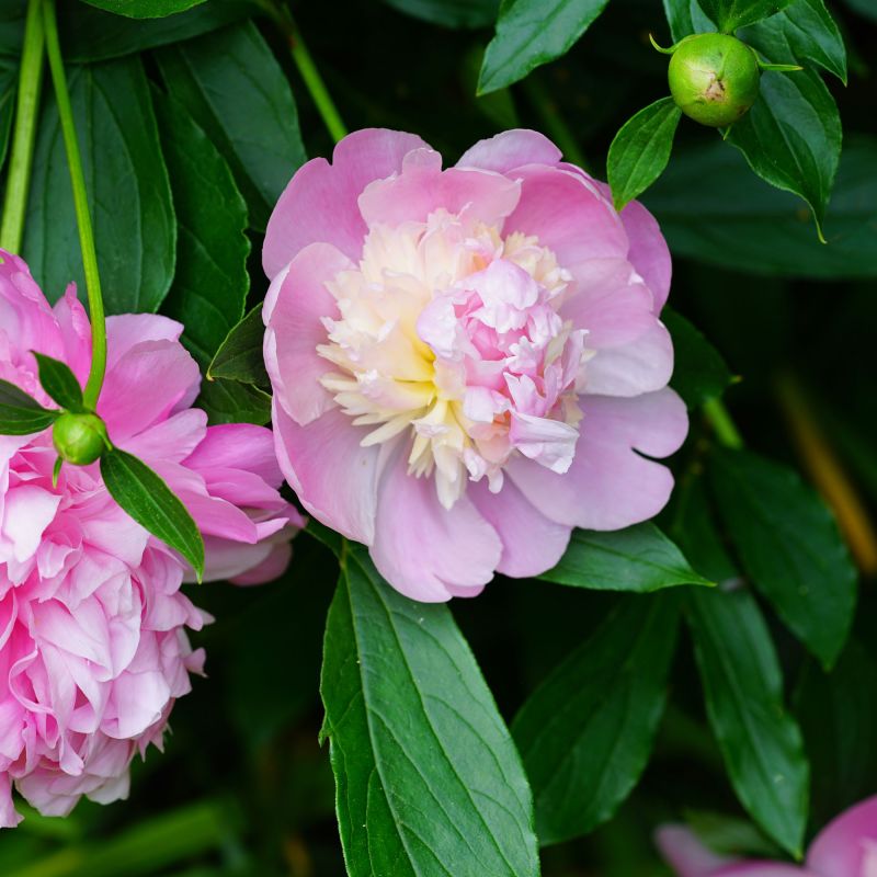 Paeonia Sorbet Flowering Perennial Foliage
