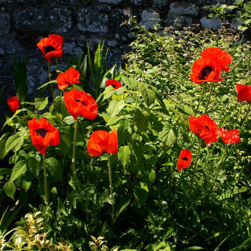Papaver Orientale Beauty Of Livermere Perennial Hero