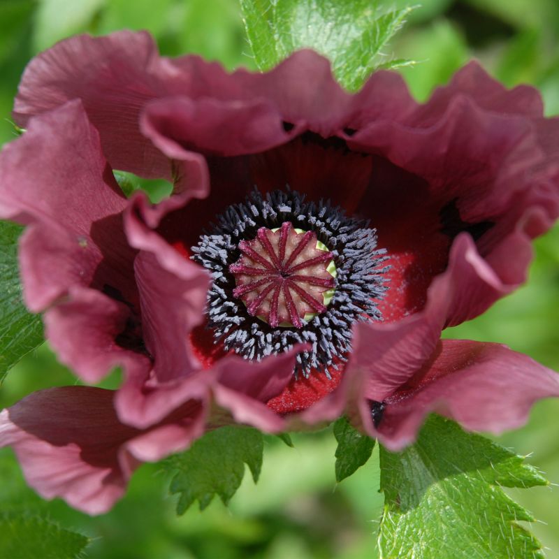 Papaver Orientale Patty'S Plum Perennial Hero