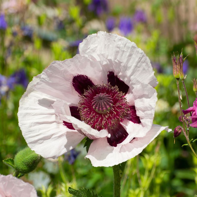 Papaver Orientale Royal Wedding Perennial Hero