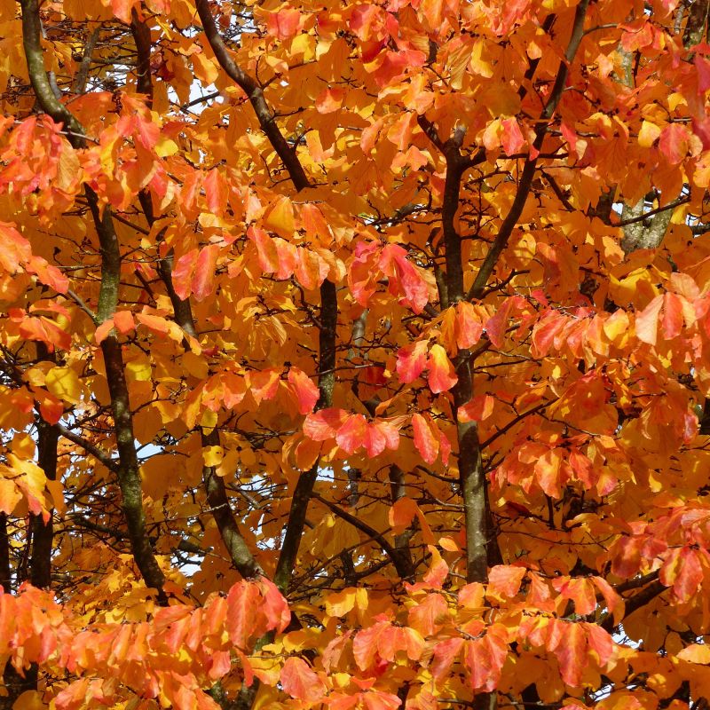 Parrotia Persica Bella Shrub Hero