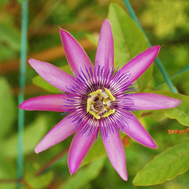 passiflora-amethyst-lavender-lady-climber-hero