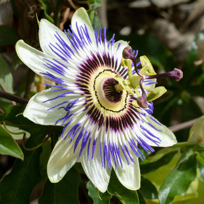 Passiflora-caerulea-climber-hero