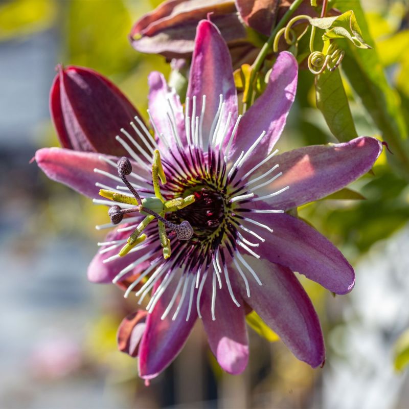 passiflora-victoria-climber-hero