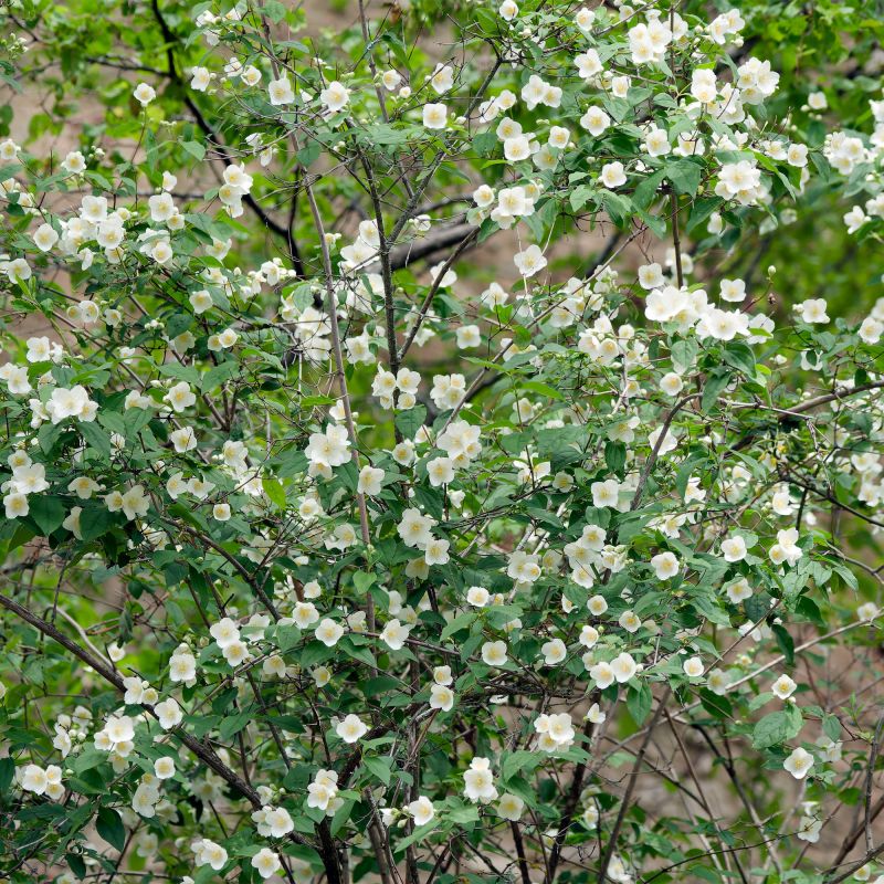 Philadelphus Fragrant Falls Shrub Hero