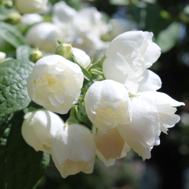 Philadelphus 'Virginal' 30/40 - C3 Pot Shrub Hero