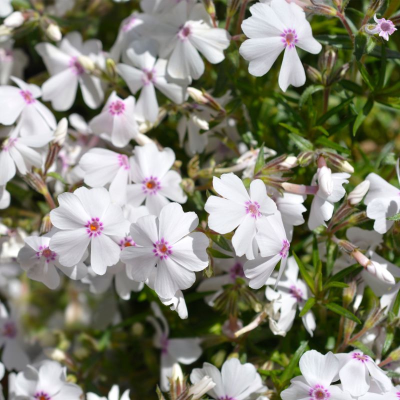 Phlox Amazing Grace Perennial Hero