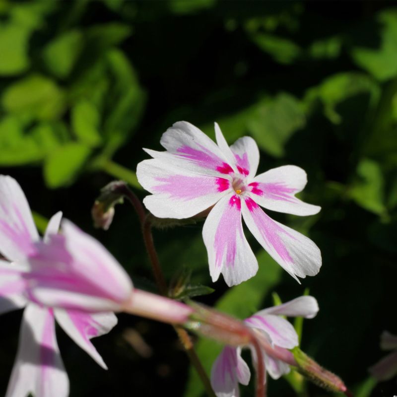 Phlox 'Candy Stripes' - 1L Pot hero
