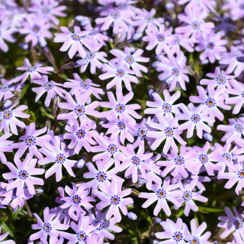Phlox Fabulous Blue Violet Perennial Hero