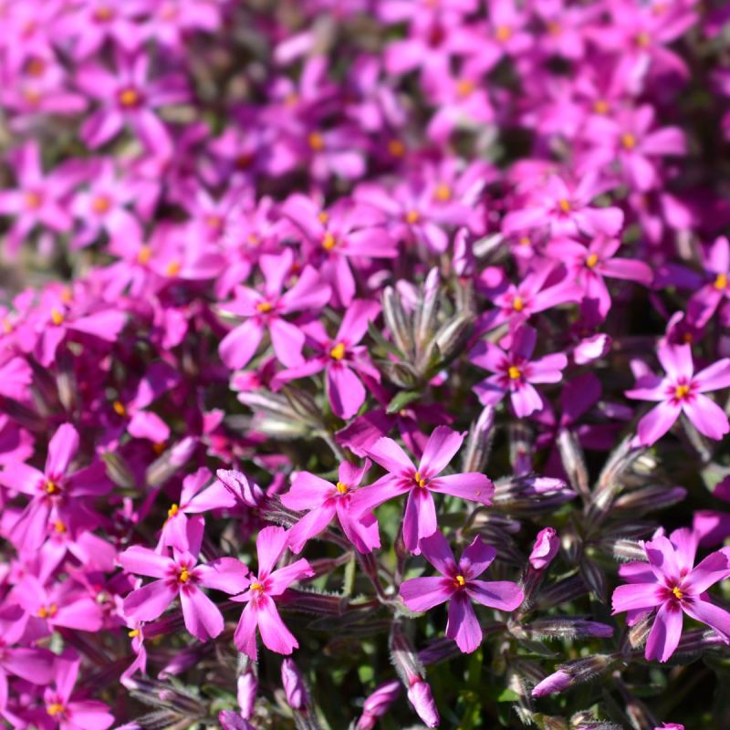 Phlox 'MacDaniels Cushion' hero