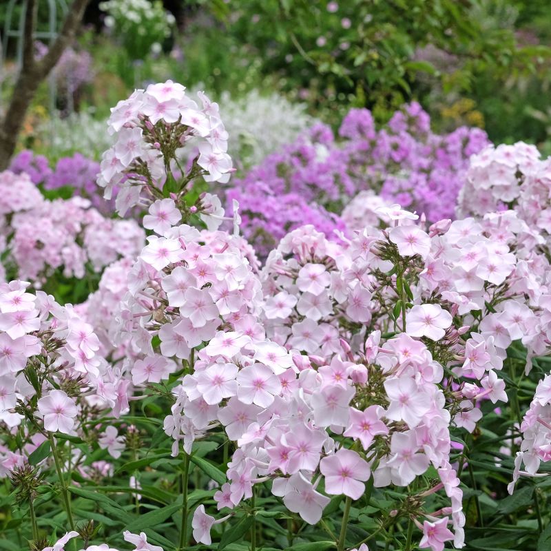 Phlox White Light Rose Perennial Hero