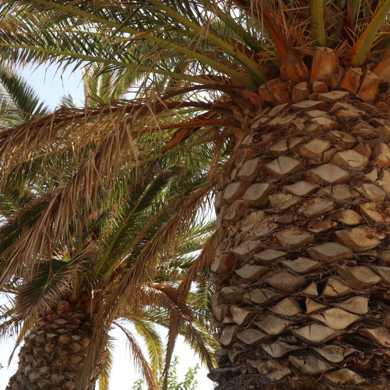 Phoenix Canariensis Shrub Close