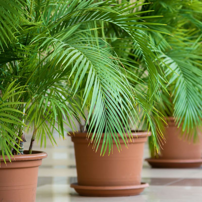 Phoenix Canariensis Shrub Group