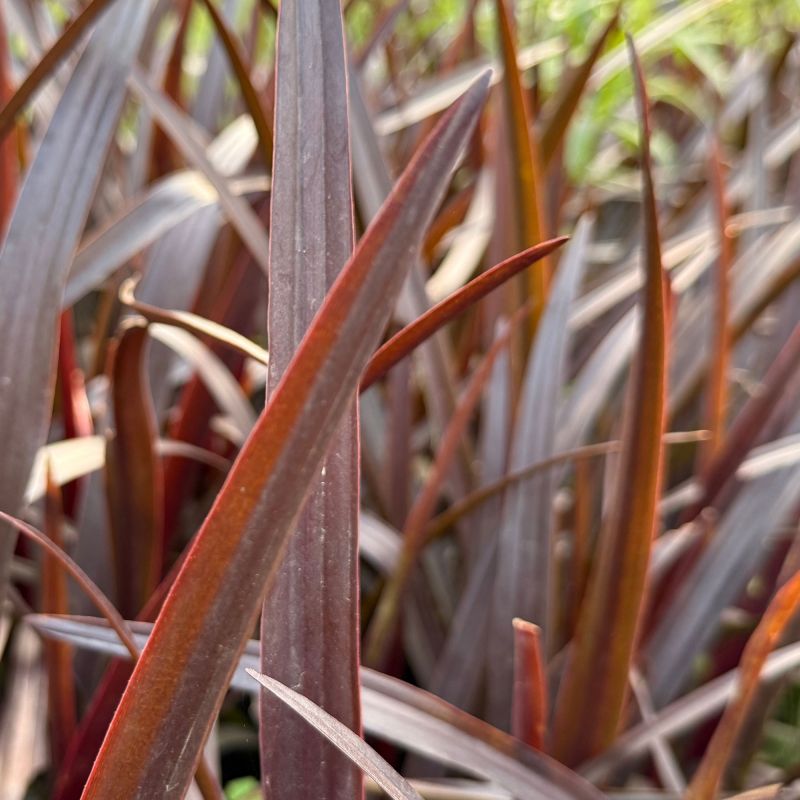 Phormium Bronze Baby Perennial Hero