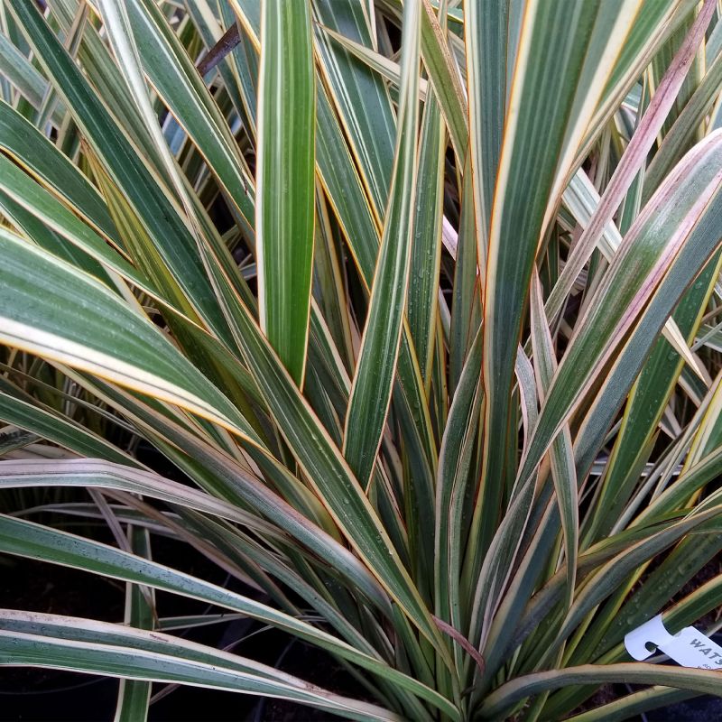 Phormium Golden Ray Perennial Hero
