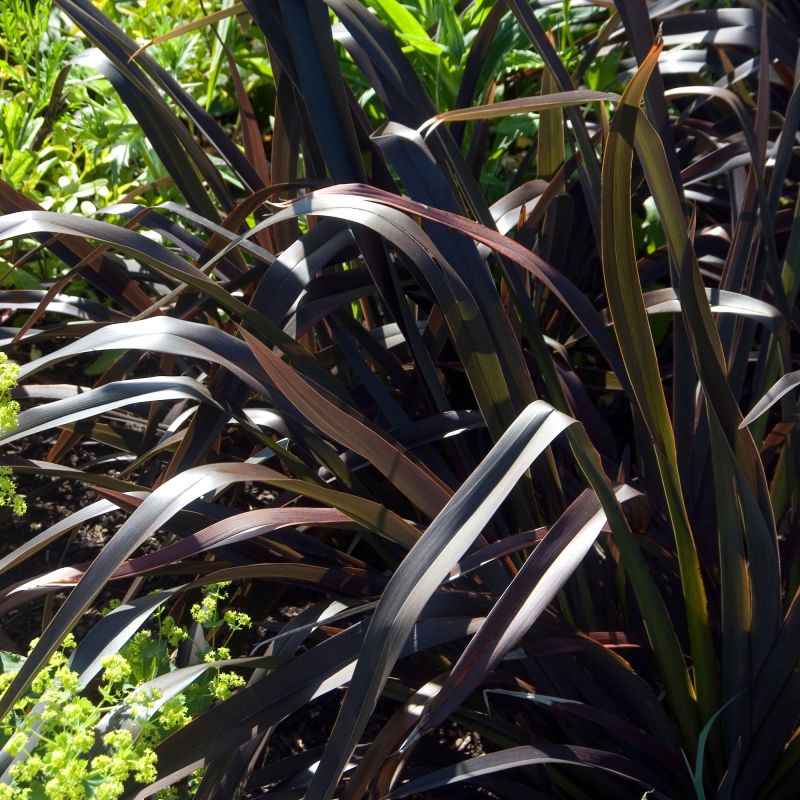 Phormium Platts Black Perennial Hero