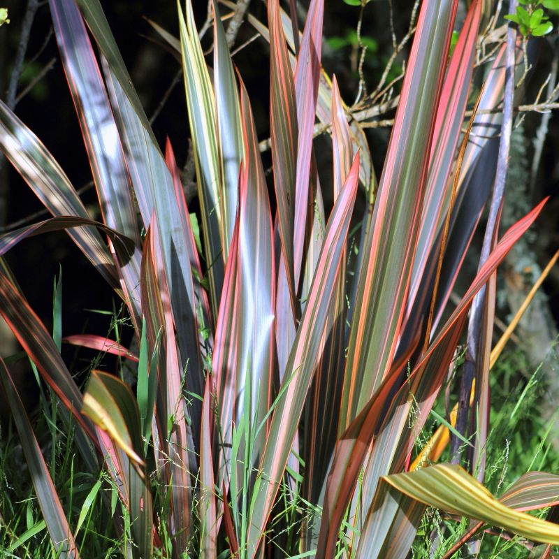 Phormium Sundowner Perennial Hero