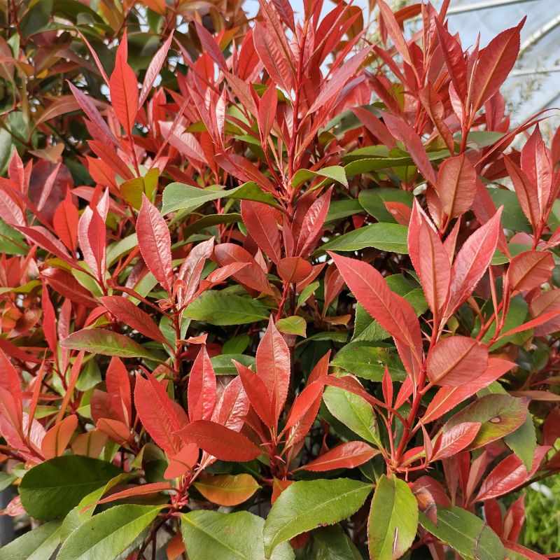 Photinia Carre Rouge Photinia Hero