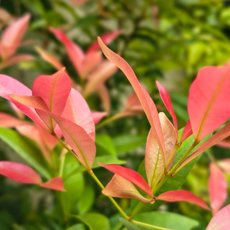 Photinia Fraseri Chico Shrub Close