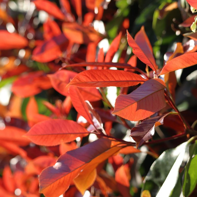 Photinia Fraseri Red Light Shrub Hero