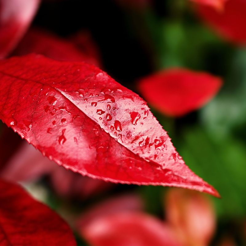 Photinia Fraseri Red Robin Shrub Close