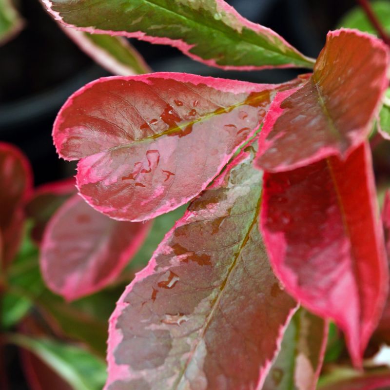 Photinia Pink Marble Shrub Hero