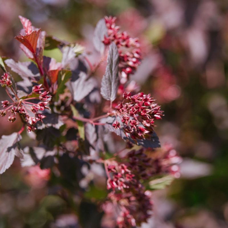Physocarpus opulifolius 'Diable d'Or' hero