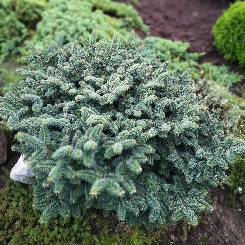 Picea Glauca Echiniformis Alpine Hero