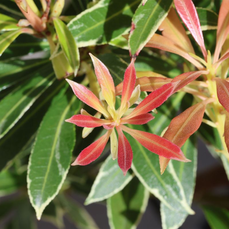 Pieris Flaming Silver Shrub Hero