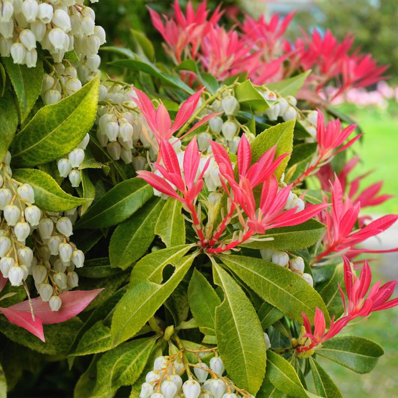 Pieris Forest Flame Shrub Hero