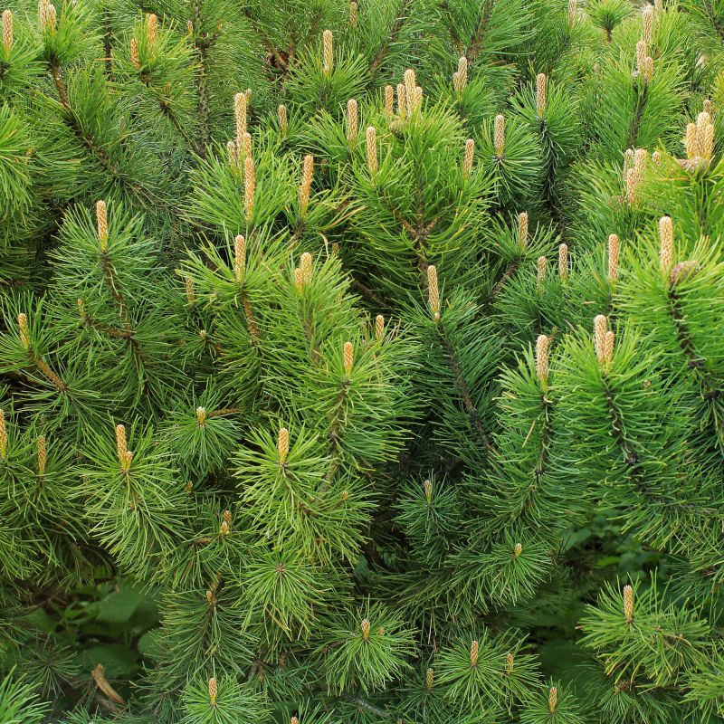 Pinus Mugo Pumilio Topiary Hero