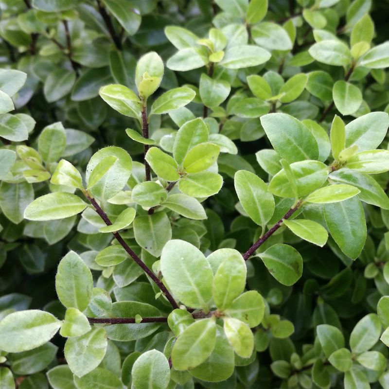 Pittosporum Cratus Shrub Hero