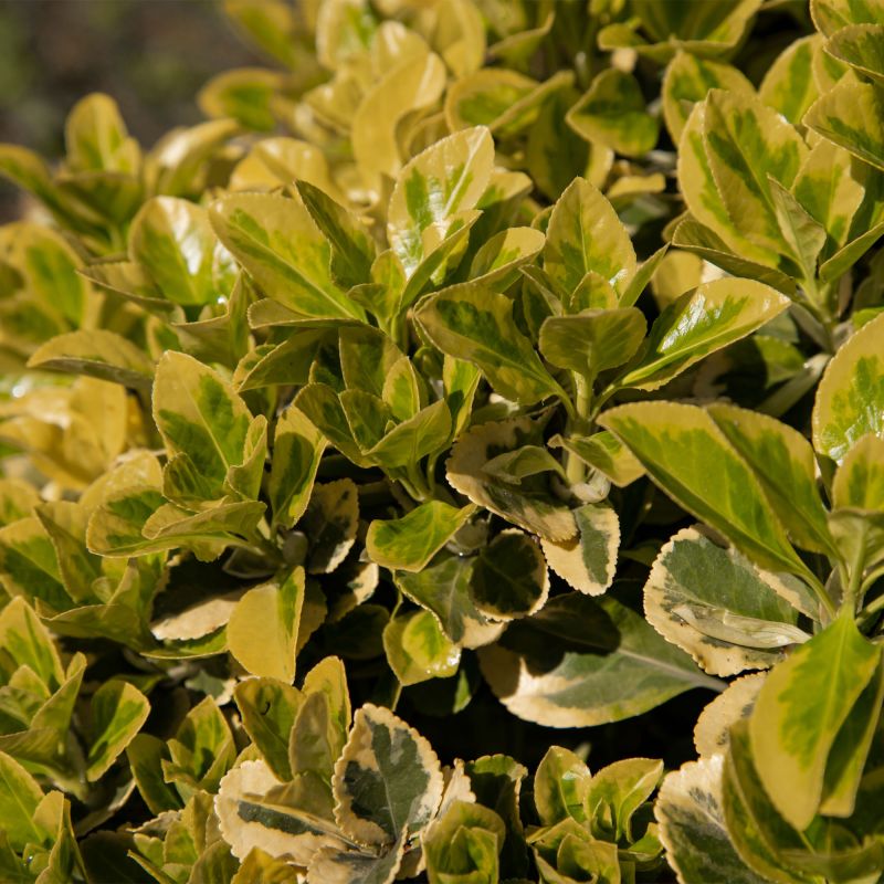 Pittosporum Gold Star Shrub Hero