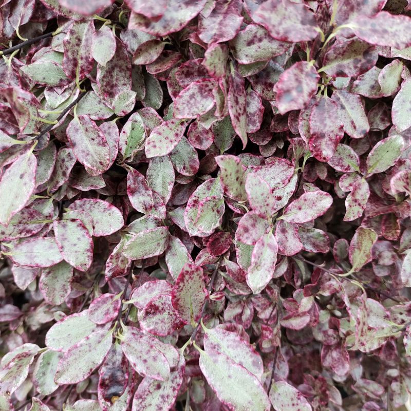 Pittosporum Tenuifolium Bannow Bay Shrub Hero
