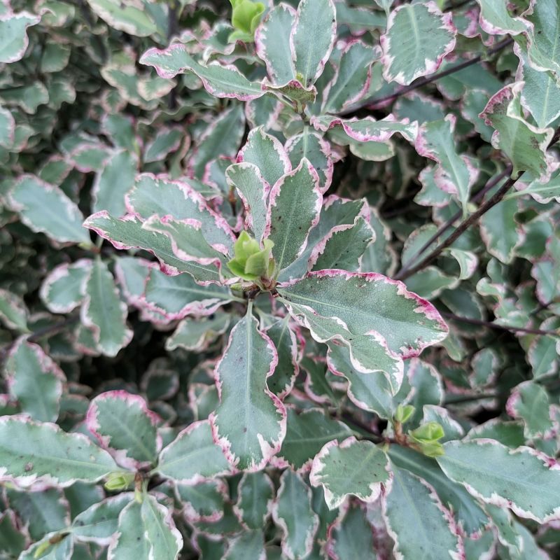 Pittosporum Tenuifolium Elizabeth Shrub Hero