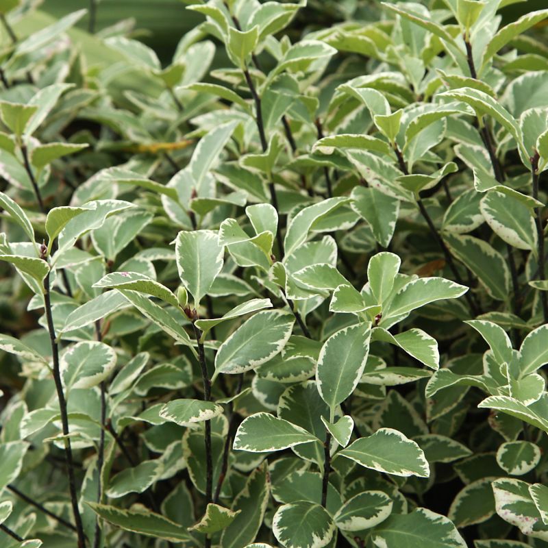 Pittosporum Tenuifolium French Lace Shrub Hero
