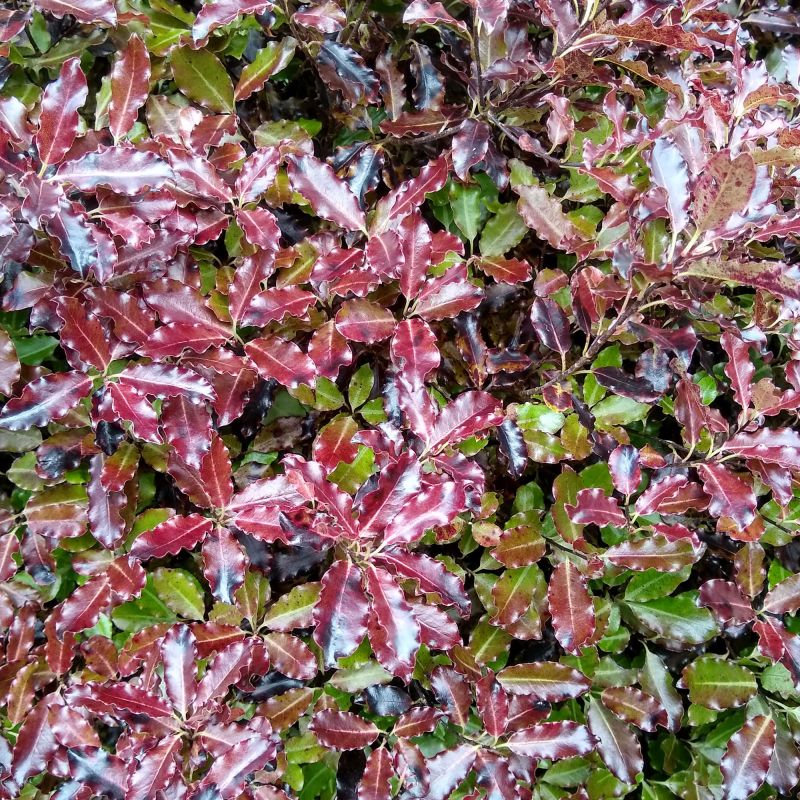 Pittosporum Tenuifolium Tom Thumb Shrub Close