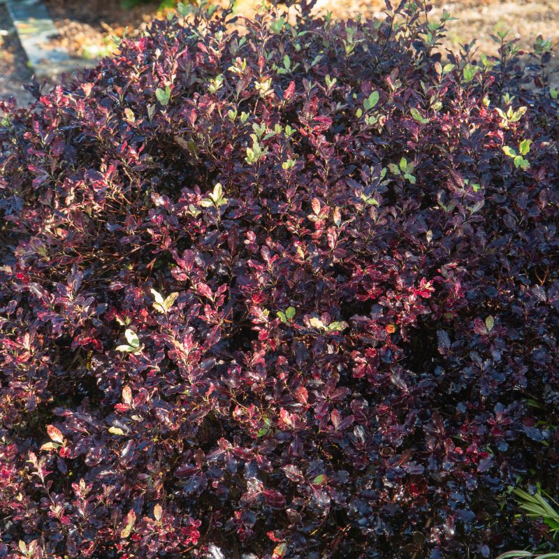 Pittosporum Tenuifolium Tom Thumb Shrub Hero