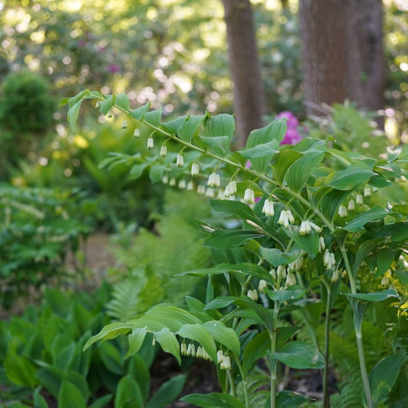 Polygonatum Multiflorum Perennial Hero