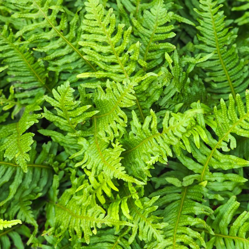 Polypodium Vulgare Fern Hero